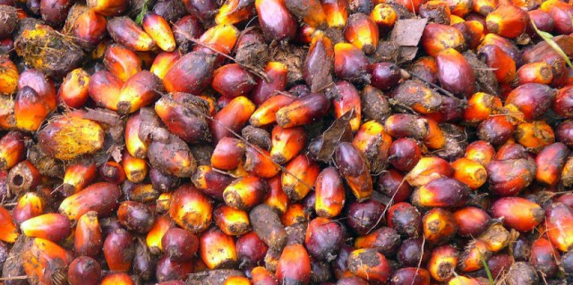 Certification standards for sustainable palm oil struggle to address the whole supply base. Rainforest Action Network