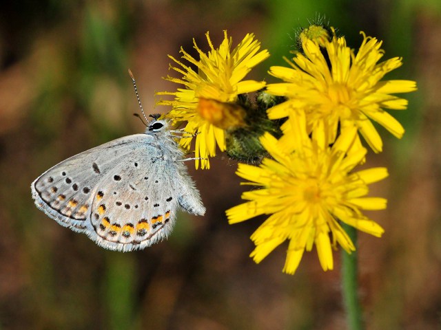 Karner blue butterfly pollinating a dandelion flower (USFWS midwest creative commons license).