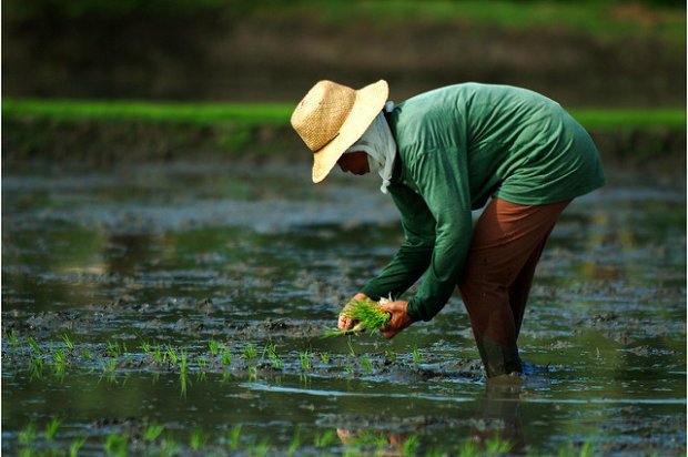 In the wake of the Paris Agreement, there is increased recognition of the need for mitigation in agriculture. But how much mitigation from agriculture is needed to limit climate change? Photo: IRRI