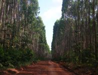 From the Tropical managed Forests Observatory